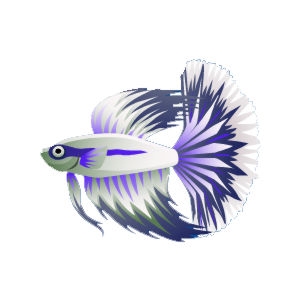 Violet Snow Betta